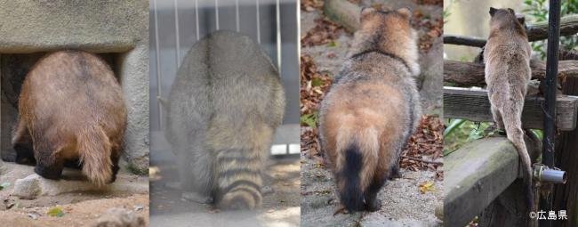 それってホントに ハクビシン 鳥獣被害対策について 広島県