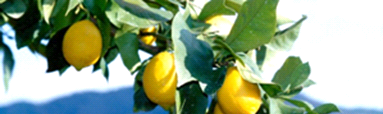 レモンの果実と木