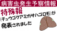 チュウゴクアミガサハゴロモ