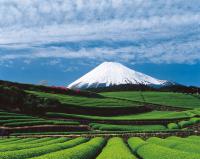 静岡県の画像