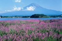 山梨県の画像（河口湖とラベンダー）