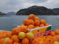 柑橘图像
